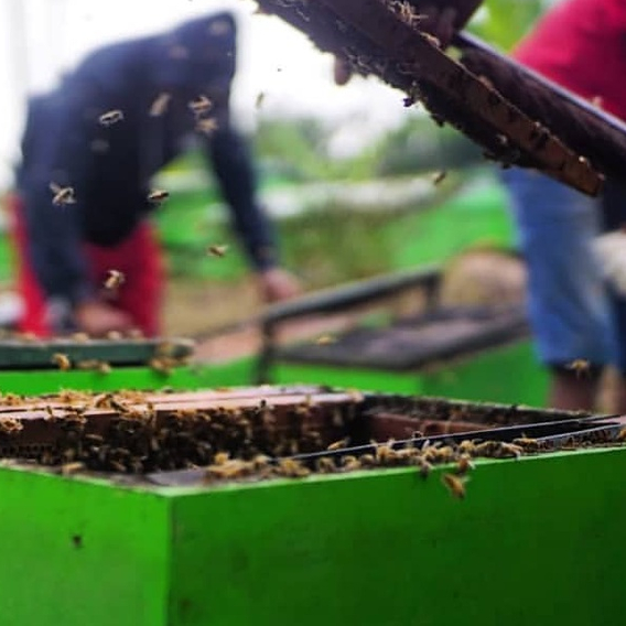 

Korzaln Madu Hutan Akasia - 250Ml