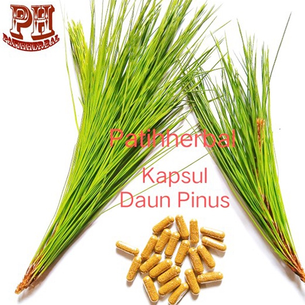 Jual Kapsul Daun Pinus Kering Per Pcs Shopee Indonesia