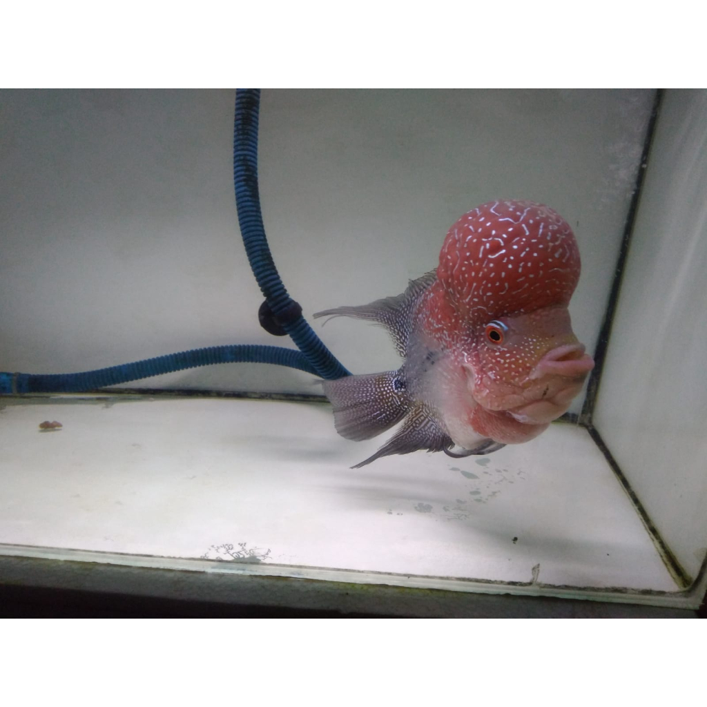 Jual Burayak Louhan Bonsai Coin SRD Merah Gen Ori Thailand | Shopee