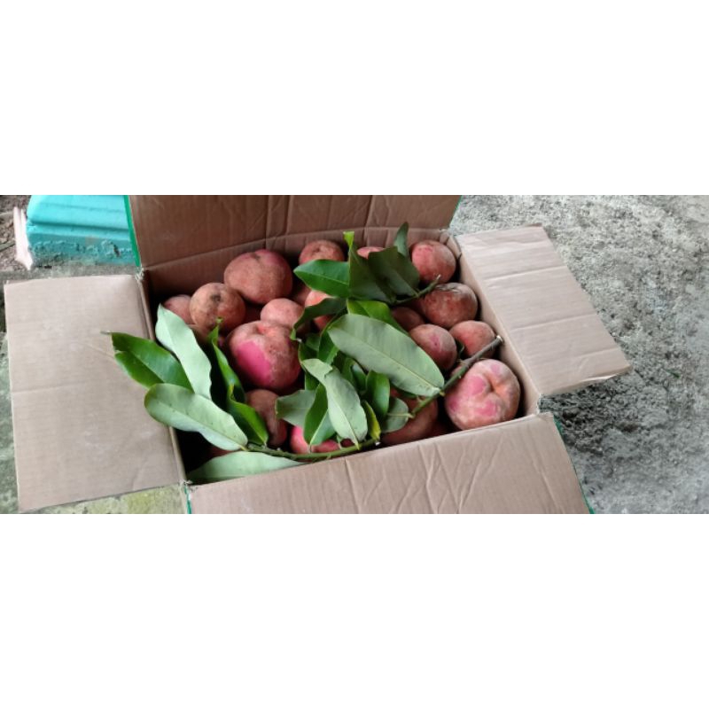 

buah/bisbul/mentega/segar/berkualitas