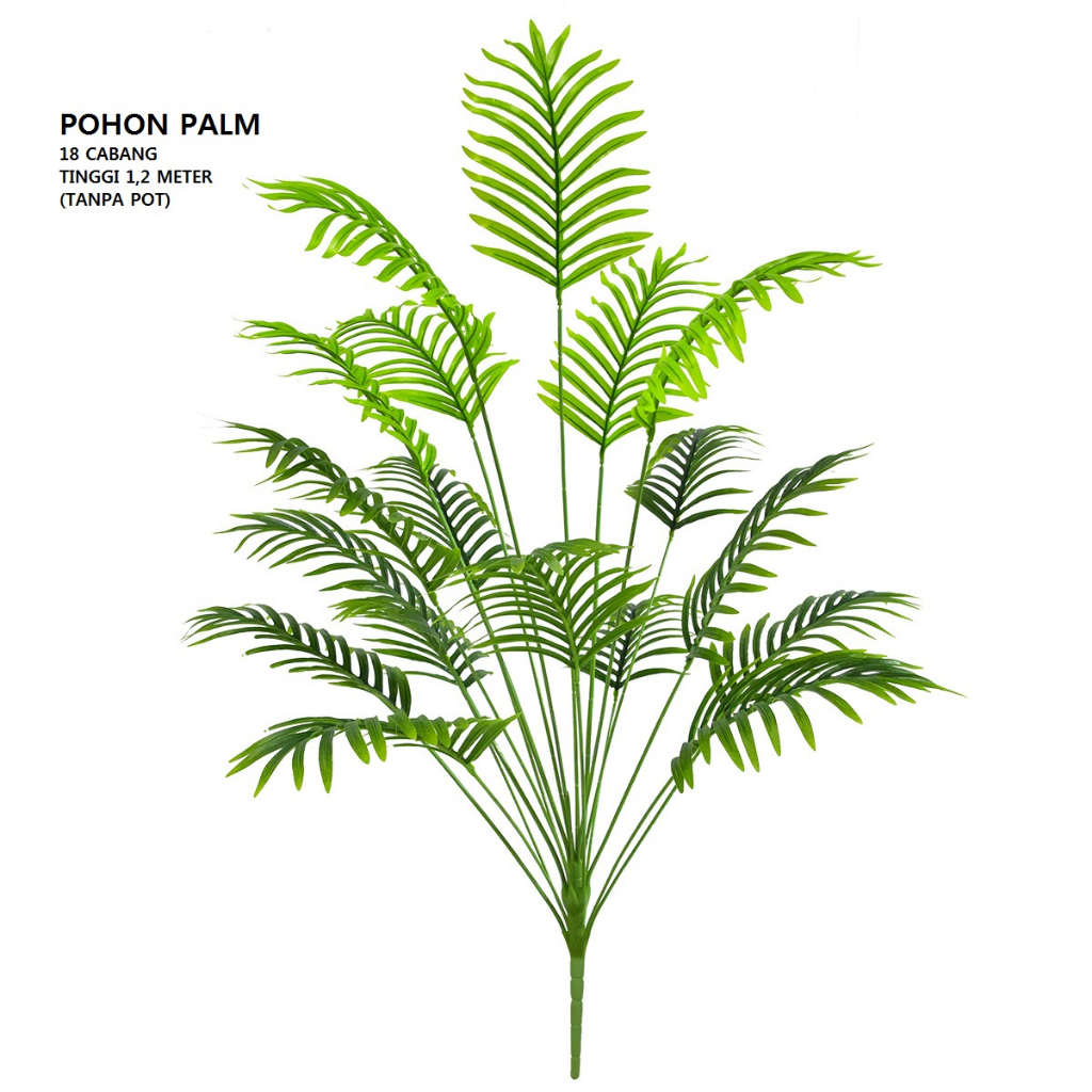 Pohon Palm Pakis Tinggi 1,25 METER ( Tanpa Pot )