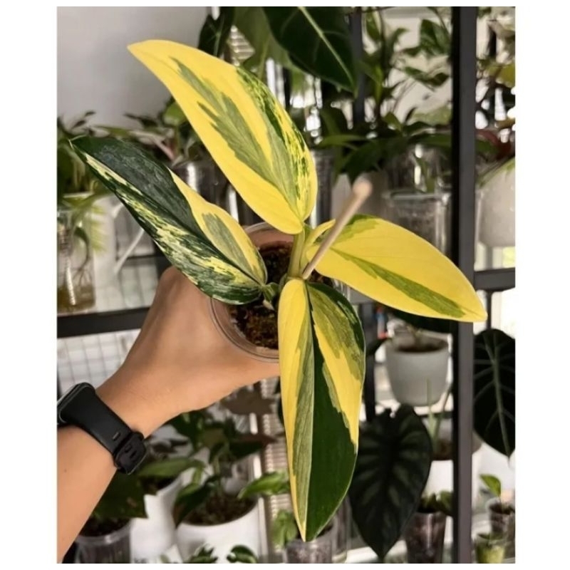 Tanaman monstera standlyana varigata kuning