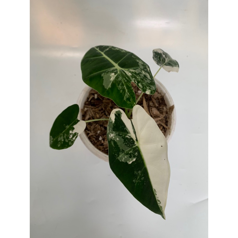 Tanaman Hias Alocasia Frydek Variegata + Pot & Media Tanam