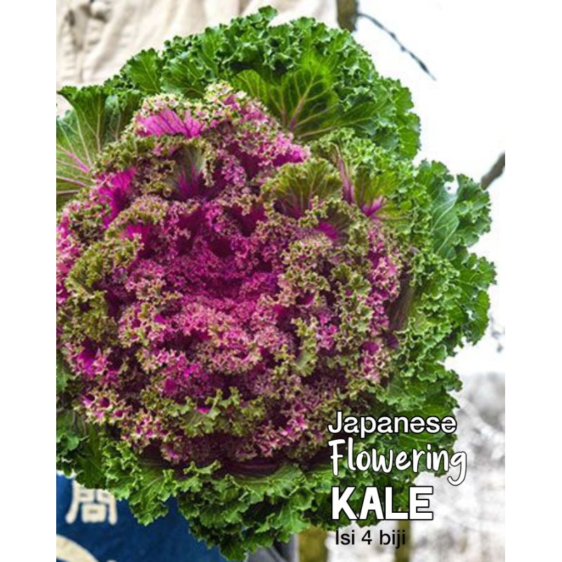 Japanese Flowering Kale benih heirloom seeds