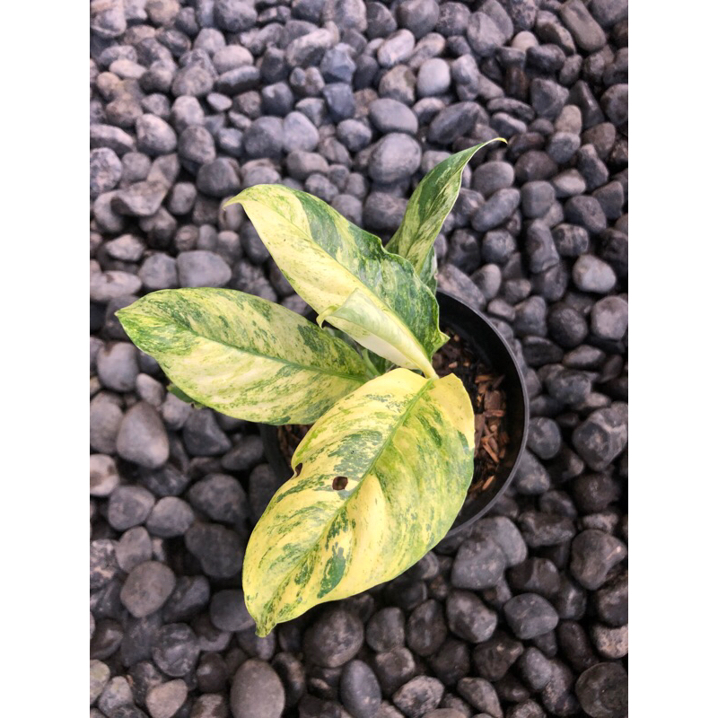 Rhapidopora Puberula Variegata