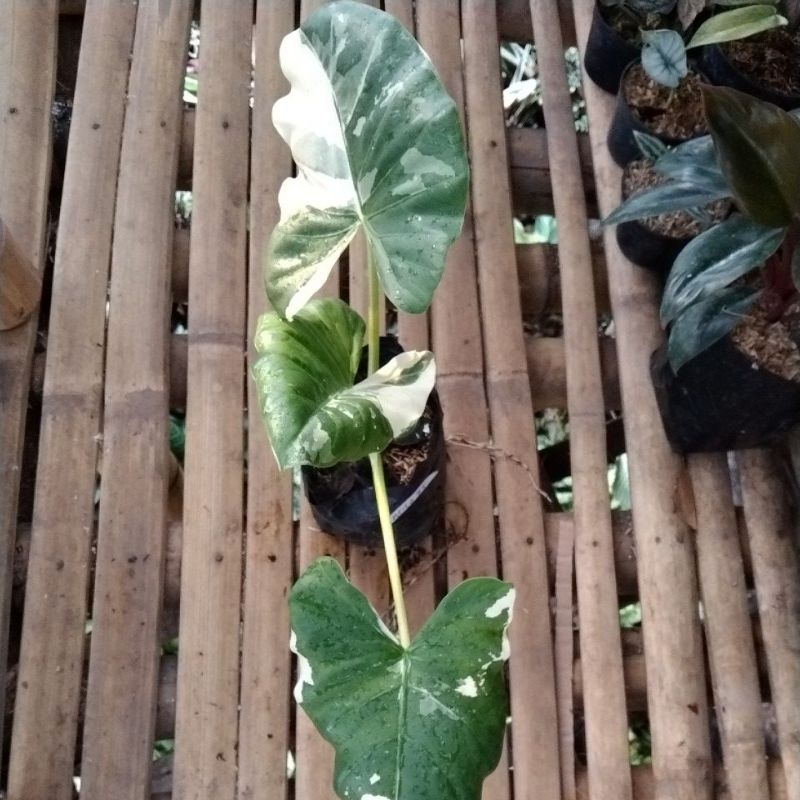 sente variegata