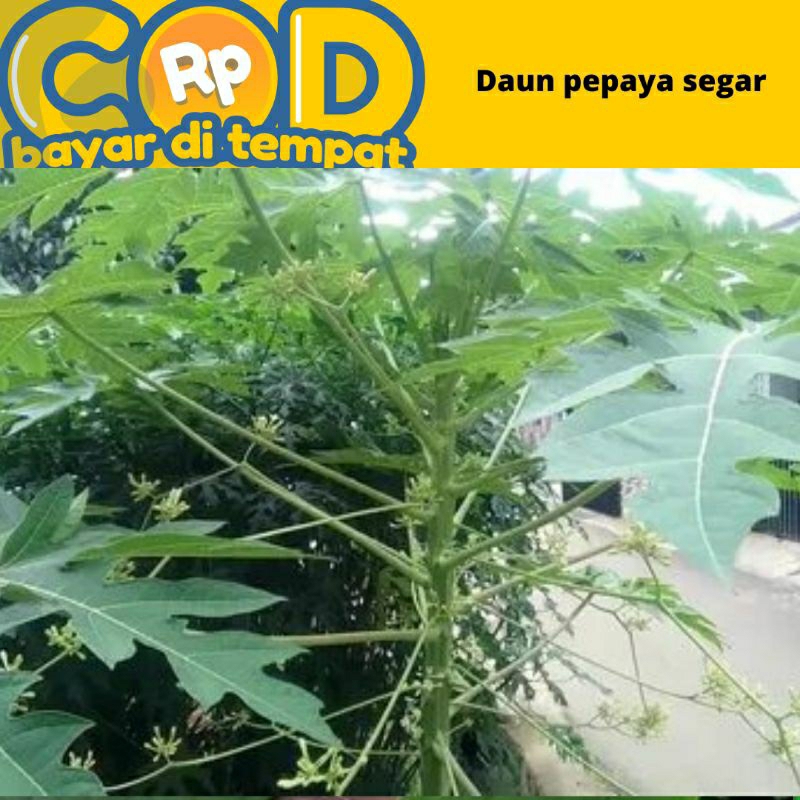 

daun pepaya segar dipetik saat di pesan 500 gram
