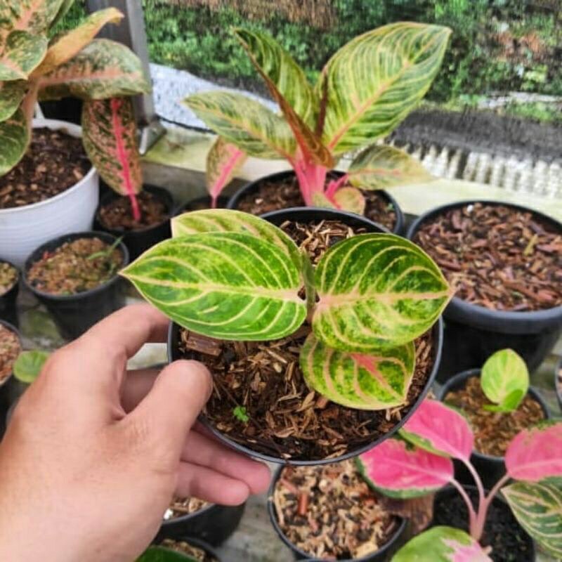 bibit aglonema Rinjani asli