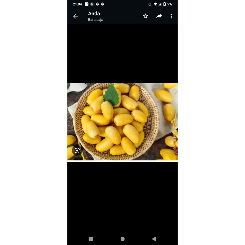 

kurma muda ruthob