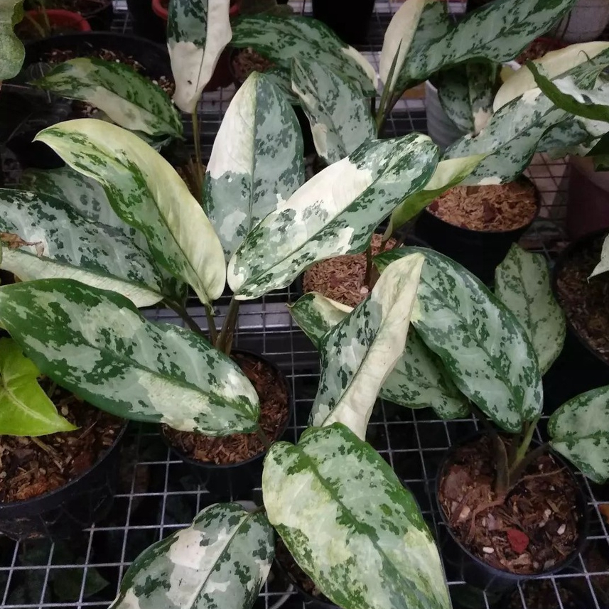 *PROMO* Aglonema Commotatum Varigata