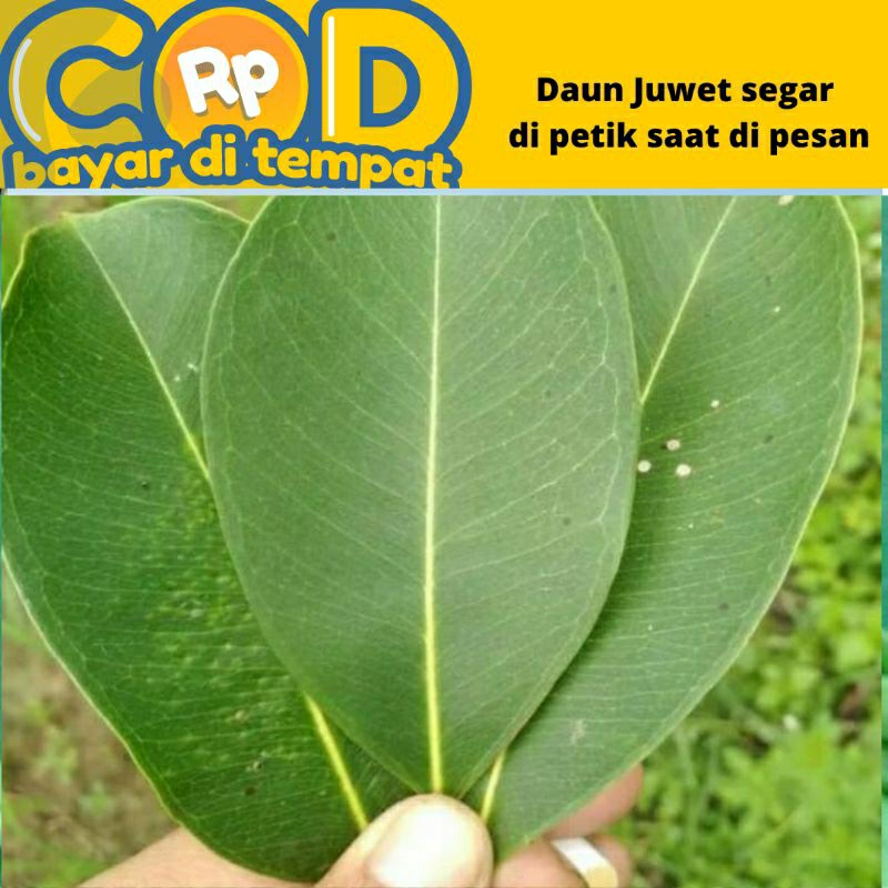 

Daun juwet segar di petik saat di pesan perlembar