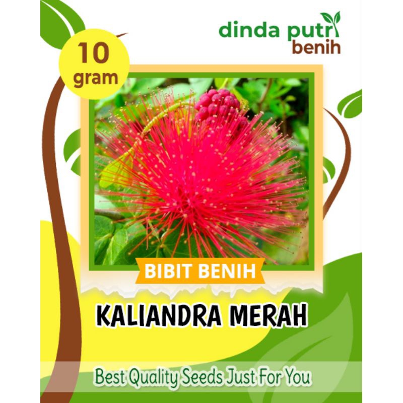 Benih Kaliandra Merah Pagoda/benih pakan ternak kaliandra merah (10 gram)