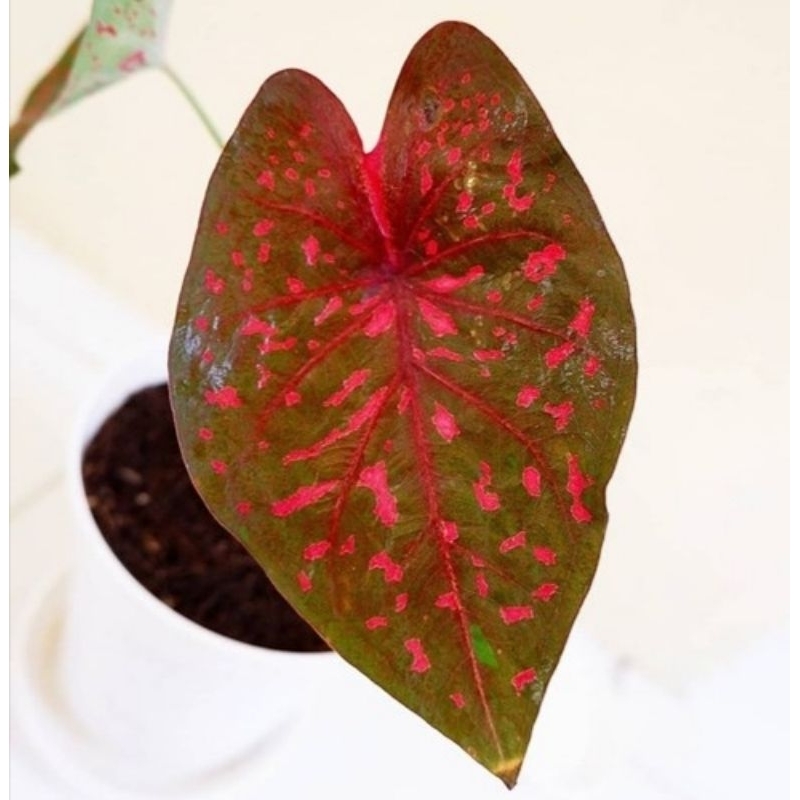 Tanaman hias keladi leopard/keladi bintik merah