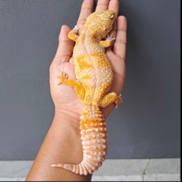 leopard gecko White & Yellow Tremper Ph Raptor