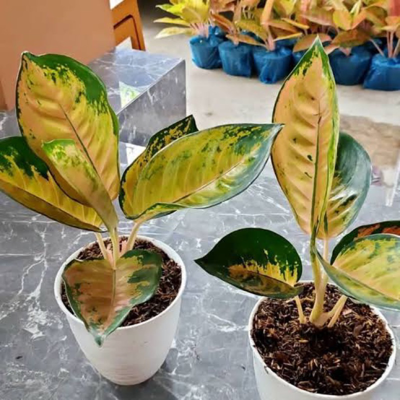 paket murah 2 aglonema KOCHIN KUNING / Pohon dewasa aglonema kochin kuning