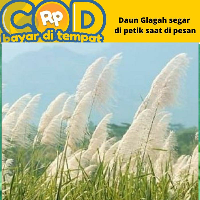 

Daun Glagah segar dipetik saat di pesan 500 gram