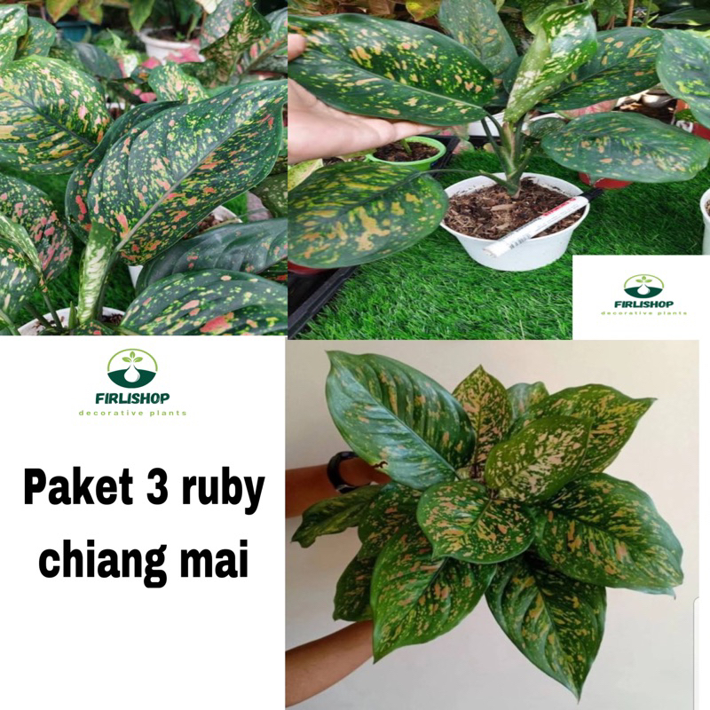 grosiran isi 3  aglonema ruby chiang mai / tanaman hias ruby chiang mai