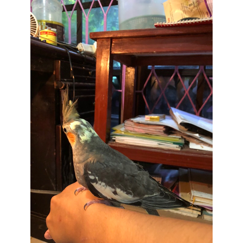 Burung Falk Grey Lutino Remaja / Parkit Australia