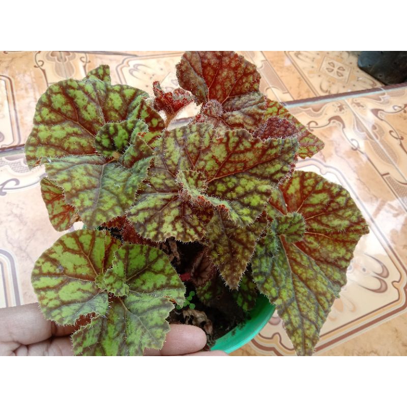 begonia keong madu murah
