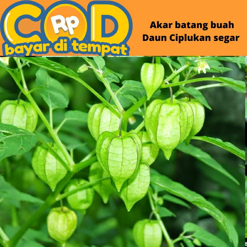 

duan ciplukan segar 250 gram daun akar buah batang