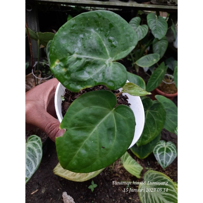 baby pel gol anthurium hofmani x dresleri dikirim sesuai foto