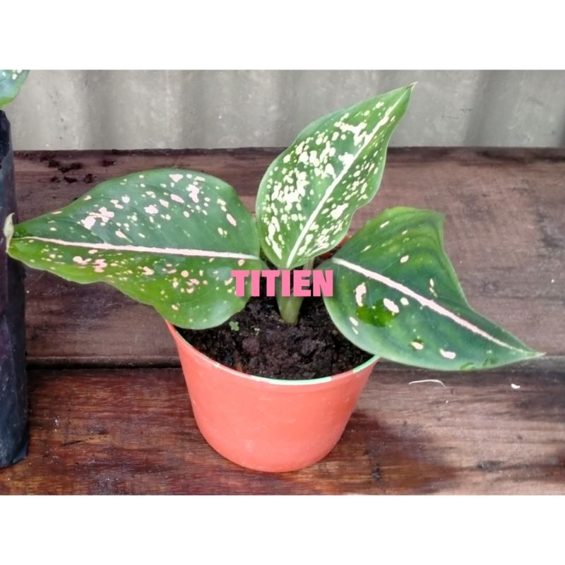 Aglonema baby pink Dalmation.