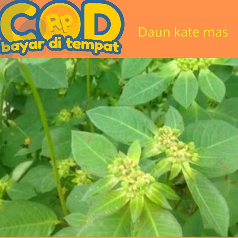 

Daun kate mas/patikan mas daun Sena dipetik saat di pesan 1 kg