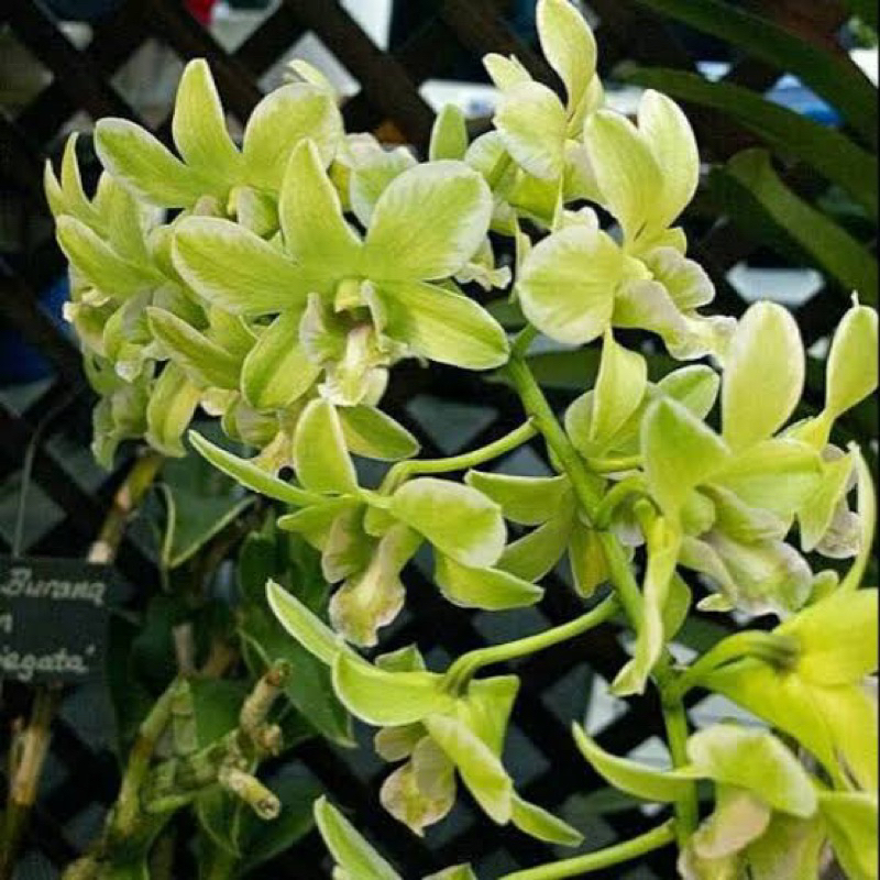 Anggrek Dendrobium Burana green variegata