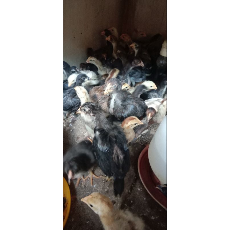 doc ayam kub 2/anak ayam kampung unggul balitbangtan