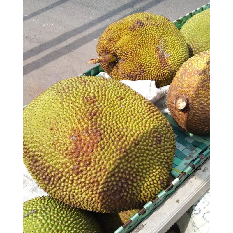 BIBIT NANGKA MERAH SUPER