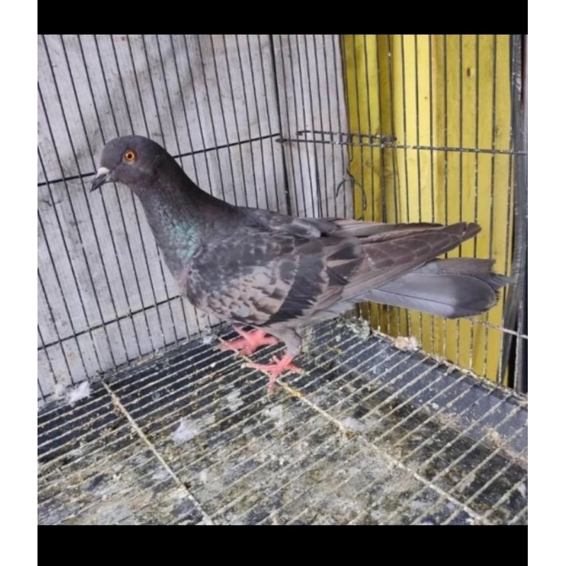 Burung dara merpati betina hitam/coklat/megan