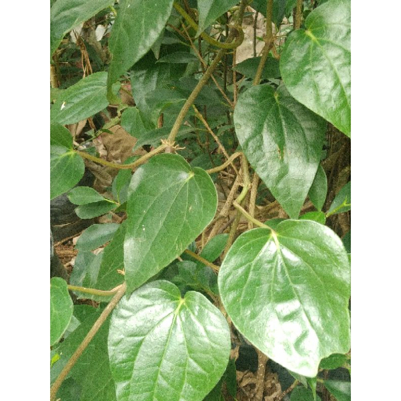 

DAUN SIRIH 20 LEMBAR FRESH