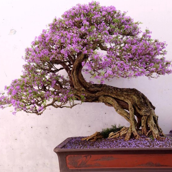 1 Biji Benih Bibit Pohon Bonsai - Blue Jacaranda Mimosifolia Tree