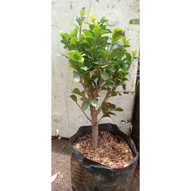bahan bonsai beringin/ficus elegan