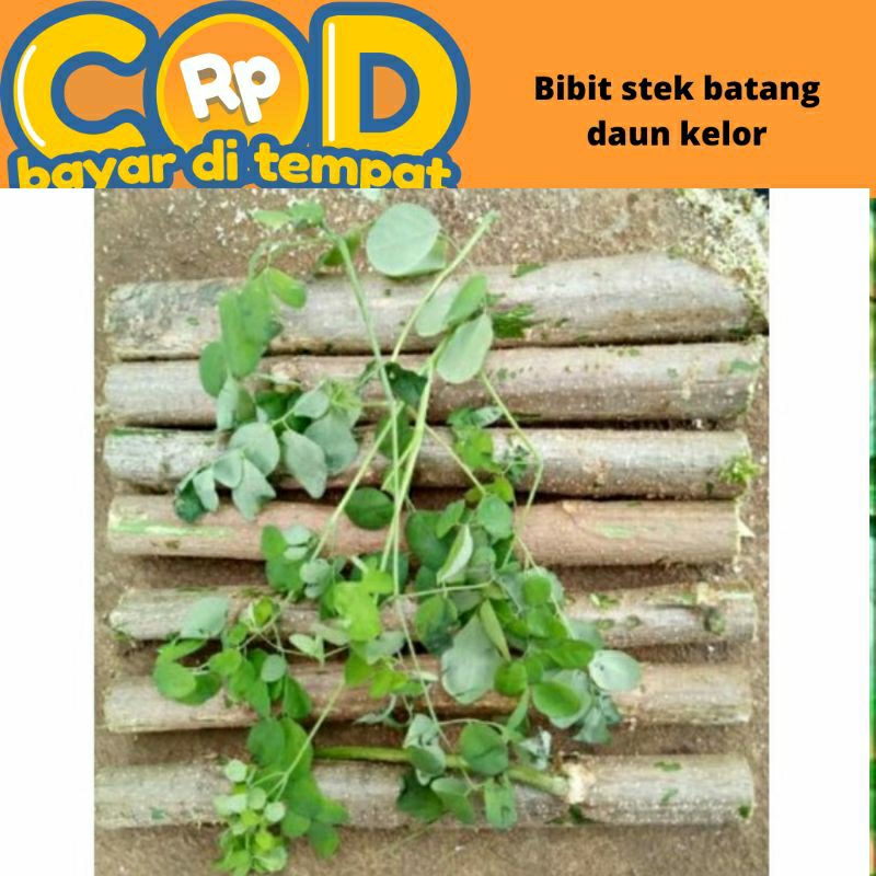 Bibit stek kelor