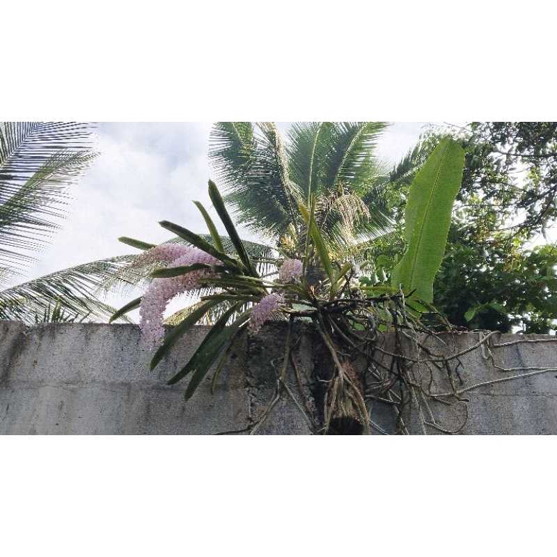 Anggrek_Ekor_Tupai