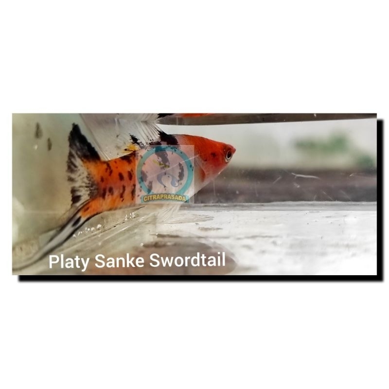 Sanke Swordtail