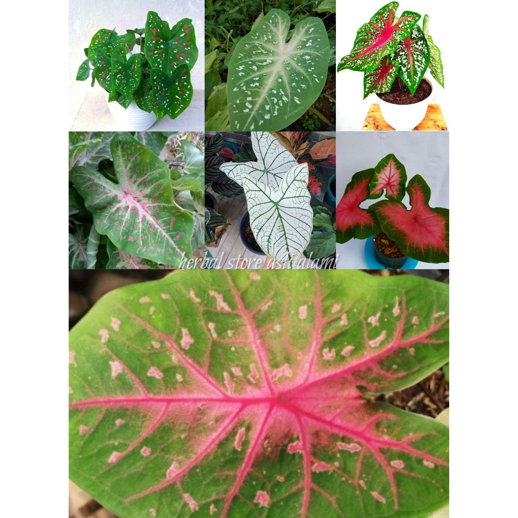 tanaman hias keladi berbagai macam jenis