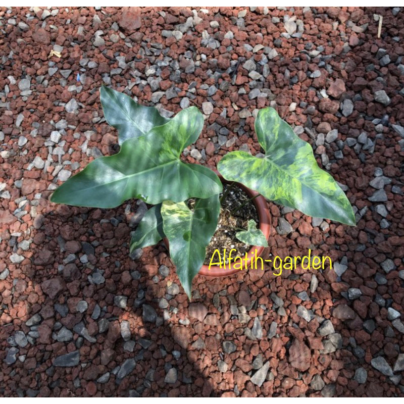 Thaumatophyllum williamsi varigata