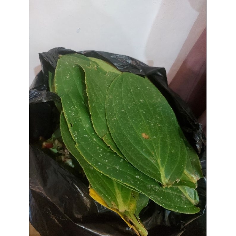 Original DAUN Buah Parijoto ½ Kg (500 Gr) dan 1 Kg (1000 Gr ) Asli Gunung Muria