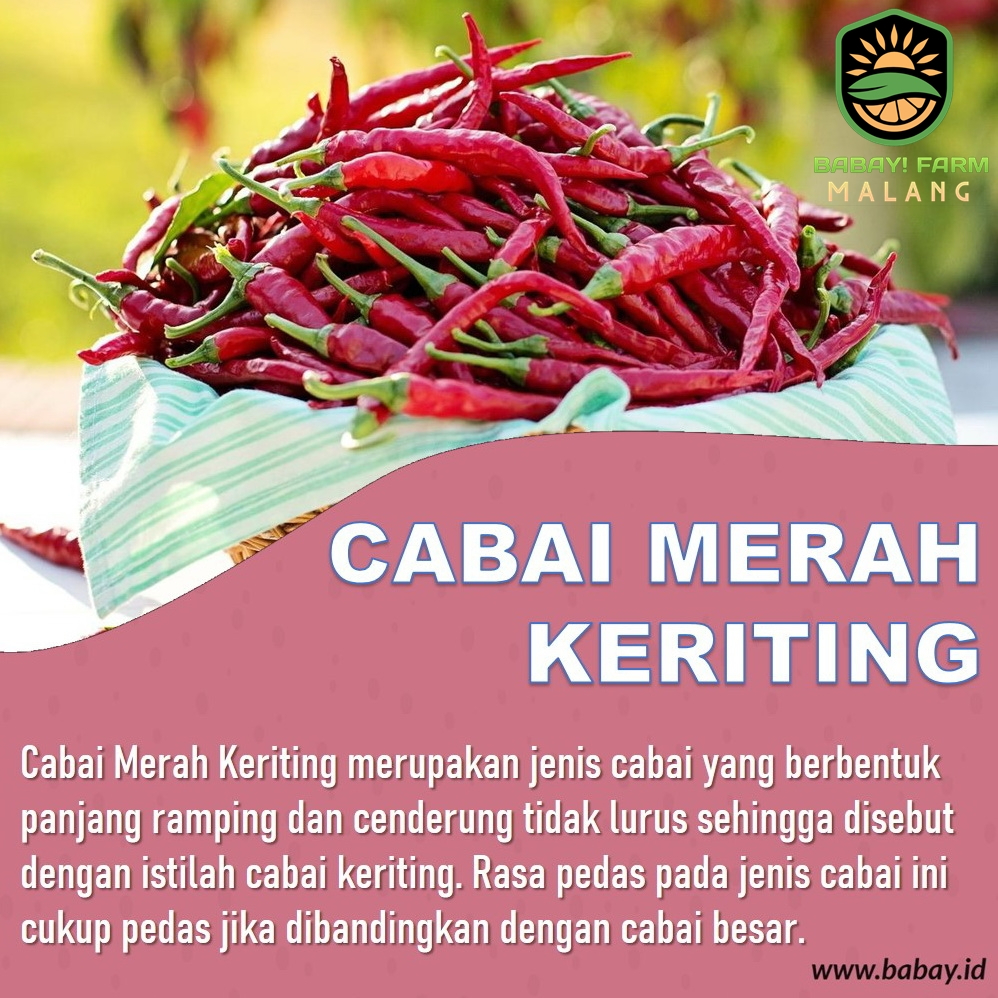 

Cabe Merah Keriting / Cabai Merah Keriting 250 gram