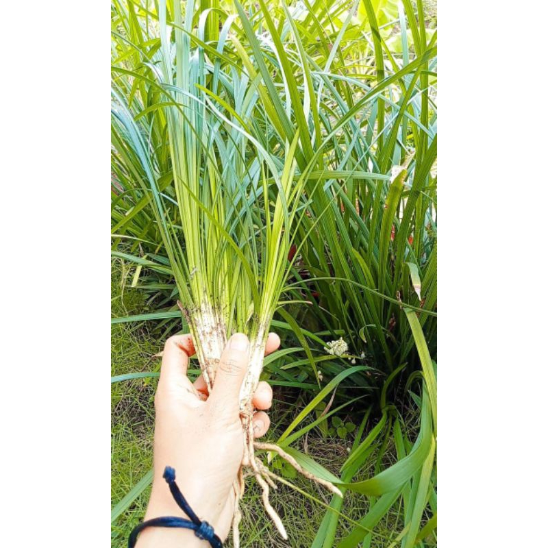 Tanaman Hias Kucai gondrong /kucai panjang