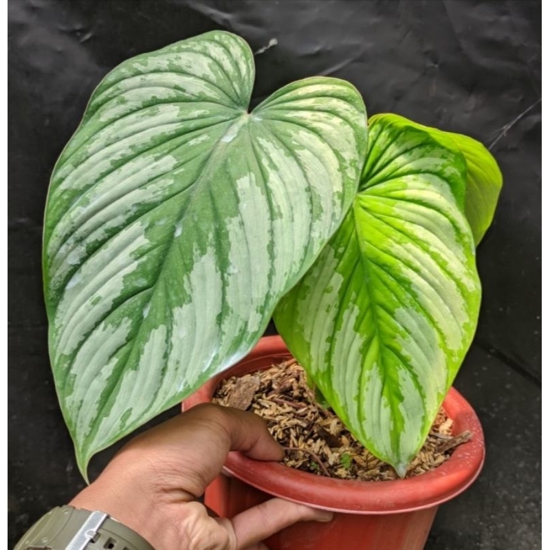 Tanaman Philo silver cloud/Philo mamei