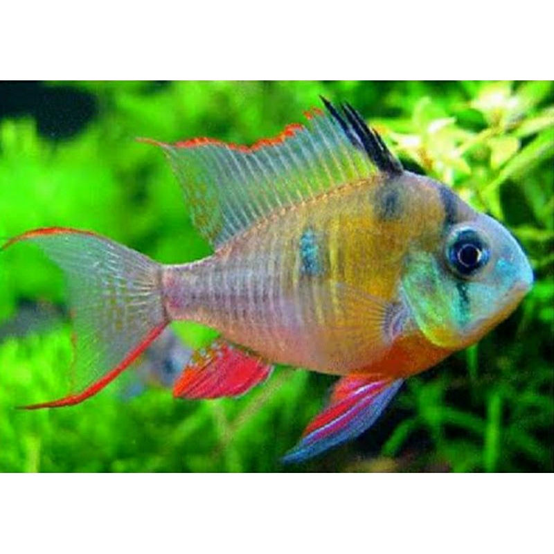 ikan ramirezi bolivian/alpinosa