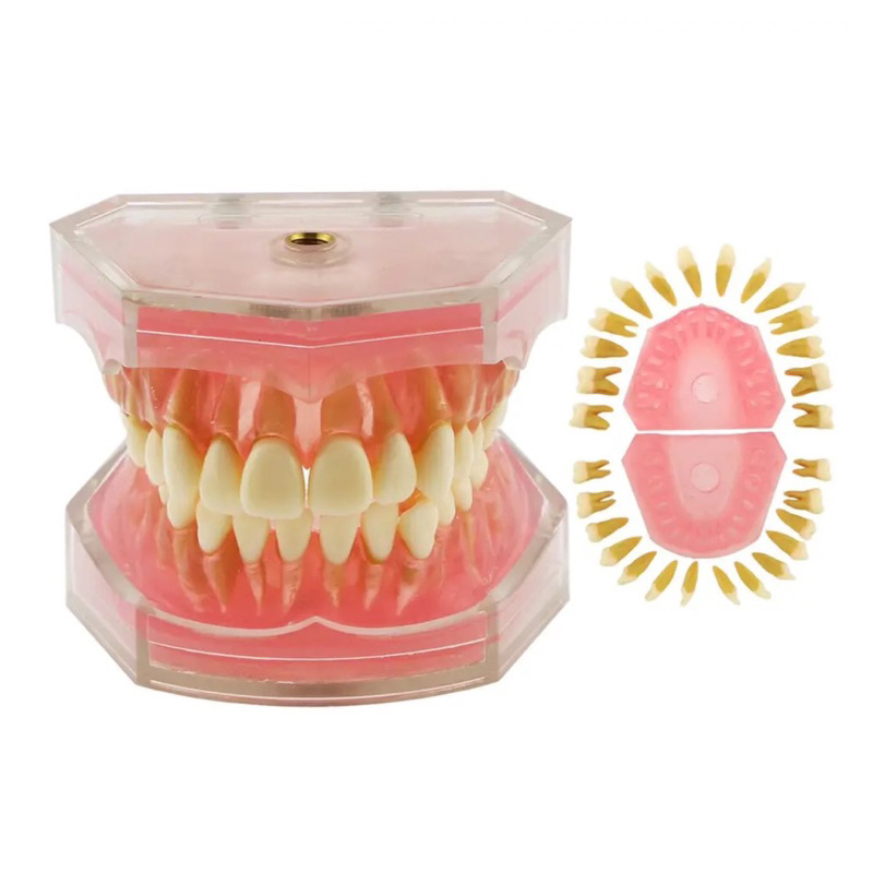 Dental study model typodont gigi bisa dilepas phantom studi edukasi gusi karet soft rubber gingiva