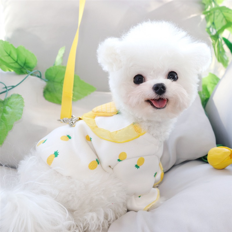 Mallory korea fruit harness set with leash