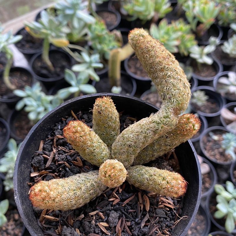 Kaktus Mammillaria Elongata Merah Cluster Single kaktus mammilaria elongata besar ownroot lucu berdu