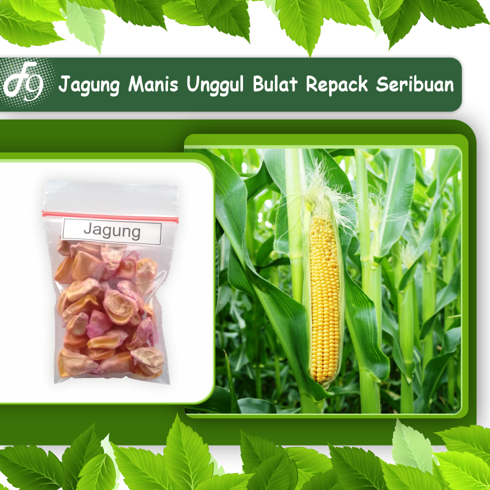 Benih Bibit Sayuran Buah Lengkap Murah Repack Seribuan