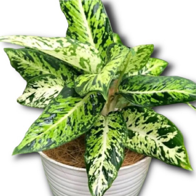 Tanaman Hias Diven Brazil Rimbun