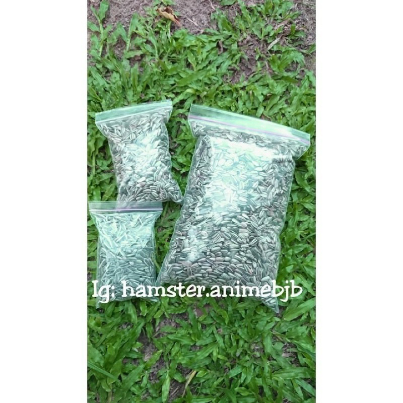 1kg Grosir biji bunga matahari kuaci hamster kuaci burung hitam